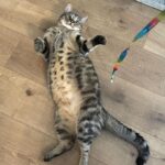 Joey Bragg Instagram - 2023 pt. 3 CATS