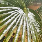 Joey Essex Instagram - Have you ever seen snow on palm tree’s before? 🥶❄️🌴