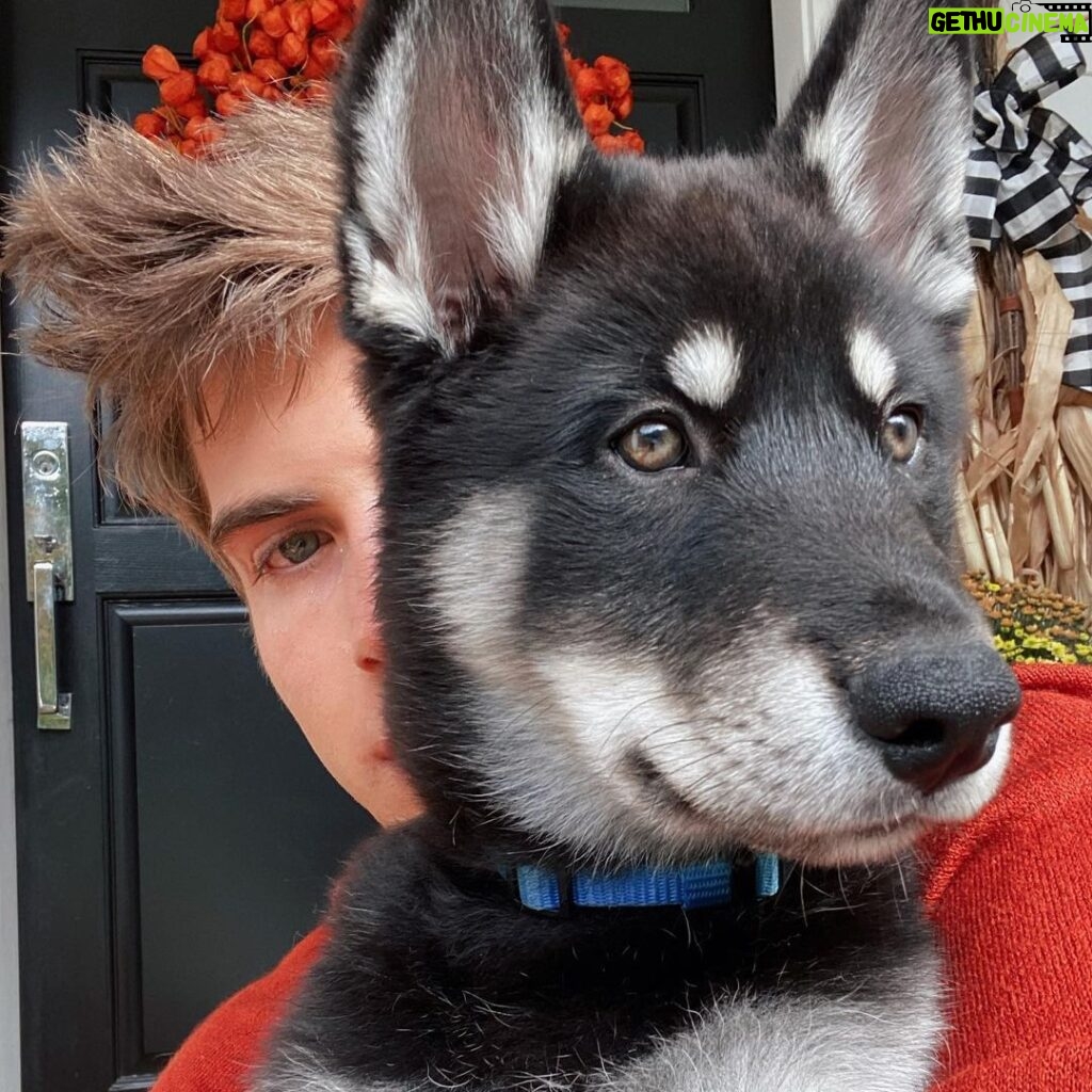 Joey Graceffa Instagram - They grow up too fast 😭 If I’m being honest, I never thought I would ever be this emotional seeing the dogs find their forever homes. They’ve brought us so much joy over the past few months and I wouldn’t trade this experience for anything. 💙 Always our sweet baby blue bear 🐻 @thehuskypac