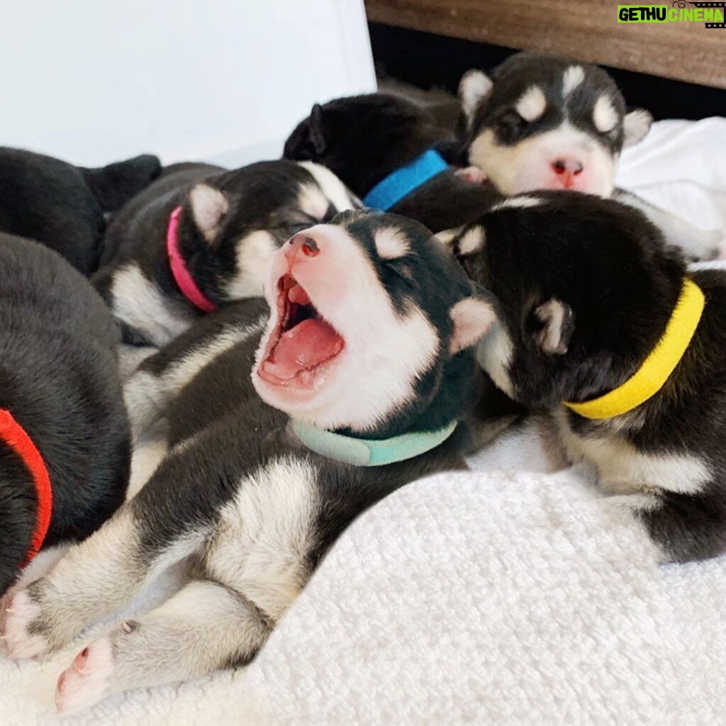 Joey Graceffa Instagram - Happy #InternationalDogDay! 🐶 I can’t believe we have a family of TEN now...🥺 Help us name them in the comments below 💖