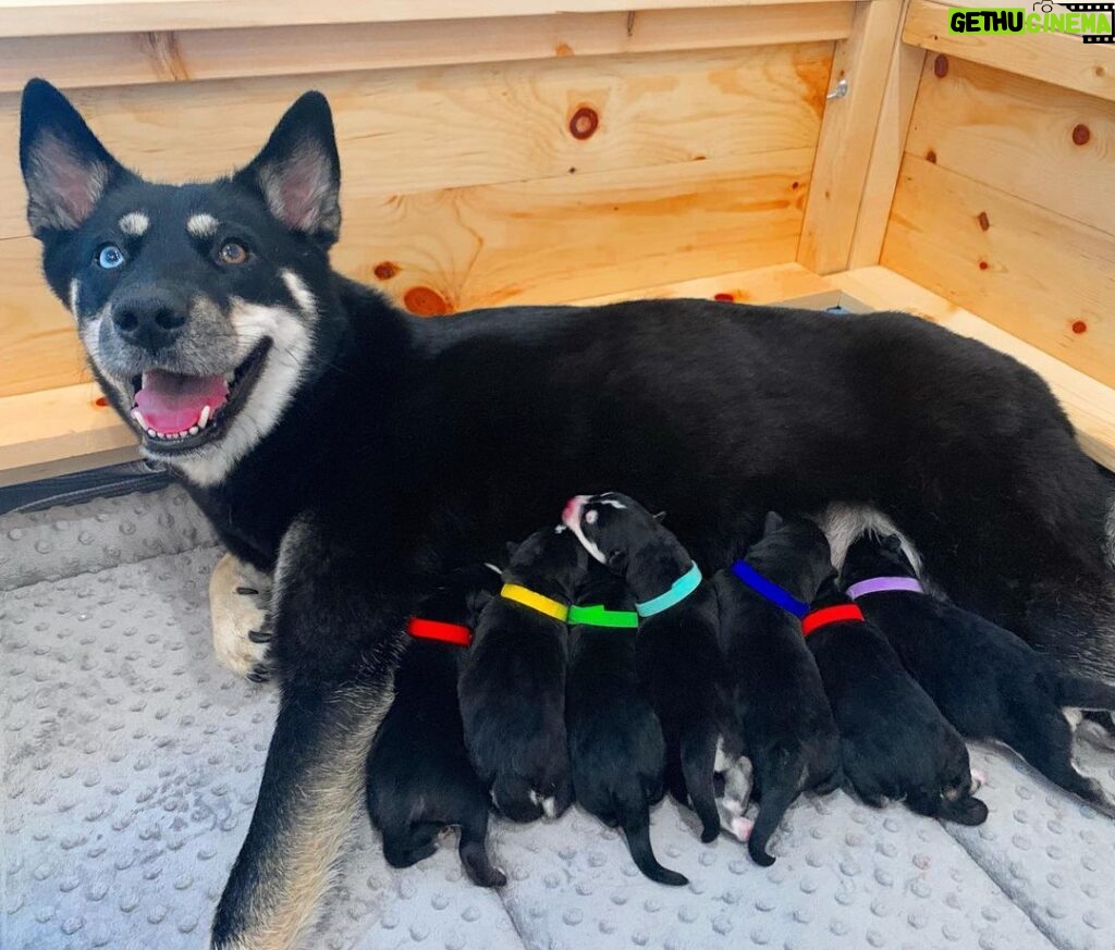 Joey Graceffa Instagram - Welcome to the family! NEW VIDEO IS LIVE! Lark gives birth to her 7 babies! LINK IN BIO 🐶🐶🐶🐶🐶🐶🐶