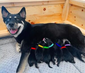 Joey Graceffa Instagram - Welcome to the family! NEW VIDEO IS LIVE! Lark gives birth to her 7 babies! LINK IN BIO 🐶🐶🐶🐶🐶🐶🐶