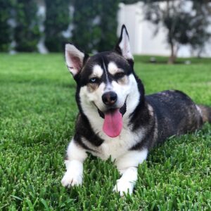 Joey Graceffa Instagram - Sup dude 🐺 lol give me your caption of Wolfs mood...