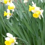 John Green Instagram - [o sweet spontaneous] by ee cummings. A little spring poem to praise the daffodils.