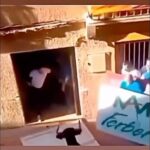 Johnny Knoxville Instagram - This video is great, it’s like a step by step tutorial of what NOT to do around bulls. I showed it to my girlfriend Emily earlier and she said, “You’re that friend” and I have been smiling ever since:) 🎉