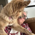 Johnny Knoxville Instagram - Bucket is out of control. Her new thing is to sit on the back of the couch like a cat and completely maul us with kisses. How did we end up with such a nut for a dog?