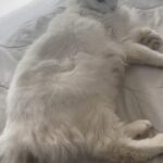 José María Listorti Instagram - Y se lo tuve q hacer a Duquesa! #humor #gatos #gatosdeinstagram #gatosfofos