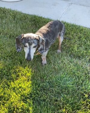 Josh Duhamel Instagram - I had to make the very difficult decision to put my dog Zoe down. She was an impressive 18 yrs old and up until a couple weeks ago still wanted to fetch the ball. She was also an incredible little swimmer and for years all she wanted to do was go fetch the ball in the pool, which is not normal for dachshunds. I believe that’s part of the reason she lived so long.  She was a sweet loving and gentle little pup and she will be missed very much. RIP Zoe. You lived a good life.