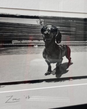 Josh Duhamel Instagram - I had to make the very difficult decision to put my dog Zoe down. She was an impressive 18 yrs old and up until a couple weeks ago still wanted to fetch the ball. She was also an incredible little swimmer and for years all she wanted to do was go fetch the ball in the pool, which is not normal for dachshunds. I believe that’s part of the reason she lived so long.  She was a sweet loving and gentle little pup and she will be missed very much. RIP Zoe. You lived a good life.