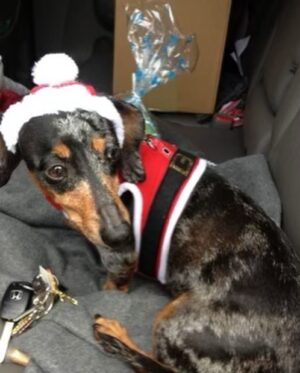 Josh Duhamel Instagram - I had to make the very difficult decision to put my dog Zoe down. She was an impressive 18 yrs old and up until a couple weeks ago still wanted to fetch the ball. She was also an incredible little swimmer and for years all she wanted to do was go fetch the ball in the pool, which is not normal for dachshunds. I believe that’s part of the reason she lived so long.  She was a sweet loving and gentle little pup and she will be missed very much. RIP Zoe. You lived a good life.