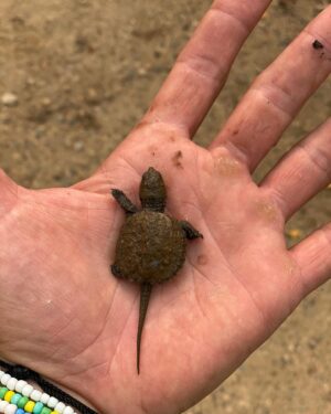 Josh Duhamel Instagram - It’s all fun and games until this little guy gains 50lbs and wants to snack on my fingers. 

A snapping turtle’s jaw strength has been registered between 208 and 226 Newtons of force. I don’t know exactly what that means, but I’ll probably keep my hands to myself the next time our paths cross.
