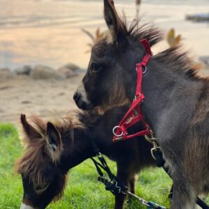 Josh Duhamel Instagram - Check out my cute ass