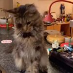 Juan A. Baptista Instagram - El Gran Ku 🐈