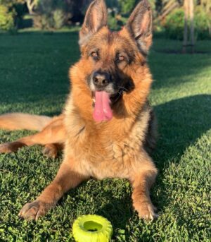 Juan Martin del Potro Instagram - Hoy te me fuiste al cielo, Astor, pero te vas a reencontrar con nuestro amiguito César y se van a divertir juntos como lo hicieron siempre.
Gracias por haber sido mi gran compañero todos estos años! 🐶♥️