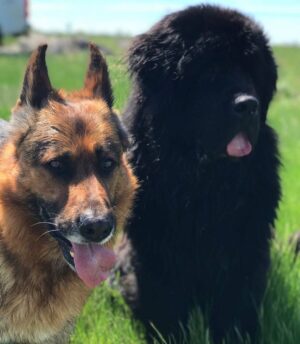 Juan Martin del Potro Instagram - Hoy te me fuiste al cielo, Astor, pero te vas a reencontrar con nuestro amiguito César y se van a divertir juntos como lo hicieron siempre.
Gracias por haber sido mi gran compañero todos estos años! 🐶♥️
