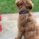 Julia Louis-Dreyfus Instagram - Our puppy, George (too young to vote but not too young to know who to vote for), patiently waits for November 3. @DogLoversForJoe