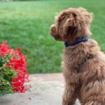Julia Louis-Dreyfus Instagram - Our puppy, George (too young to vote but not too young to know who to vote for), patiently waits for November 3. @DogLoversForJoe