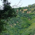 Julia Louis-Dreyfus Instagram - So yesterday evening we drove up into the Santa Ynez mountains to get a look at the Neowise comet and we got this tiny nature show on the way there! I love the persistence of a hummingbird.