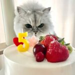 Jung Jin-young Instagram - 블리야 5번째 생일 축하해❤️