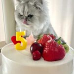 Jung Jin-young Instagram - 블리야 5번째 생일 축하해❤️