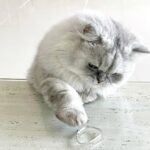 Jung Jin-young Instagram - 우리 블리 털 쪘어요! ㅋㅋ #블리 #고양이