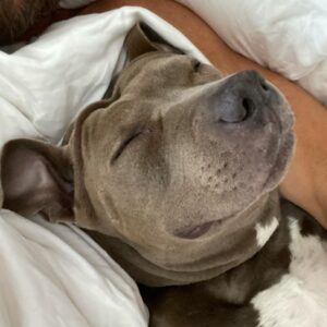 Justin Theroux Instagram - 😈*INSTGRAM TAKEOWVER*  iz KUMA 🐻 HER3  TO 📣 🙉AN0WNCE🦑 MY NEW 🥳🎉INSTA AKOUWNT 🦾✨@KUMATHEROUX !✨ 🐶 MY DAD has 1 MILLION 🤑🤑FULLOWERZ NAU S0 SAYD I CAN HAVE MY OUN P8YGE 🌈🦄 TO SHOW PEEBLE MORE DOGS 🐶 AND ABOUT MY LYF3 🖍✍️AMD PIBBULLS🦛🐘🦍!!! AND FOOD IS SO GOOD EVEN SOUP!!!! HOW ARE U? ❤️ ASLO SQUIRRELS HAPPEN, 🐿 BUT ALSO SOMETIMES NOT THERE BUUUUT,  FOOD HAPPENS AGAIN🍕🥗🌮SO THATS GR8T. IM TIRED SOMETIMEZ NOT NOW SO OKAY. BYEEEeee!!!! ALSO HI!!! MY AAKOWNT 📀📱📞 IZ @KUMATHEROUX SO FOLLOW MEEEE 🦊🕶🧚🏽‍♀️EVERYWWON! 🧚🏽‍♀️SKATEBOORDS 🛹😖😡 SCARRRY RIGHT? LETS NOT HELP THEM BUT HELP OTHER DOGS THAT NEED HELP OKAY!!!!??? 💗 TELL A FRAHNDs 💃TO FULLOW ME! THBAKS 👯‍♂️🐒🪵🥋