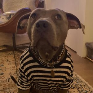 Justin Theroux Instagram - 😈*INSTGRAM TAKEOWVER*  iz KUMA 🐻 HER3  TO 📣 🙉AN0WNCE🦑 MY NEW 🥳🎉INSTA AKOUWNT 🦾✨@KUMATHEROUX !✨ 🐶 MY DAD has 1 MILLION 🤑🤑FULLOWERZ NAU S0 SAYD I CAN HAVE MY OUN P8YGE 🌈🦄 TO SHOW PEEBLE MORE DOGS 🐶 AND ABOUT MY LYF3 🖍✍️AMD PIBBULLS🦛🐘🦍!!! AND FOOD IS SO GOOD EVEN SOUP!!!! HOW ARE U? ❤️ ASLO SQUIRRELS HAPPEN, 🐿 BUT ALSO SOMETIMES NOT THERE BUUUUT,  FOOD HAPPENS AGAIN🍕🥗🌮SO THATS GR8T. IM TIRED SOMETIMEZ NOT NOW SO OKAY. BYEEEeee!!!! ALSO HI!!! MY AAKOWNT 📀📱📞 IZ @KUMATHEROUX SO FOLLOW MEEEE 🦊🕶🧚🏽‍♀️EVERYWWON! 🧚🏽‍♀️SKATEBOORDS 🛹😖😡 SCARRRY RIGHT? LETS NOT HELP THEM BUT HELP OTHER DOGS THAT NEED HELP OKAY!!!!??? 💗 TELL A FRAHNDs 💃TO FULLOW ME! THBAKS 👯‍♂️🐒🪵🥋