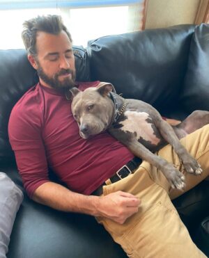 Justin Theroux Instagram - Celebrating Kuma’s Gotcha Day! June 8, 2018, 3 years ago today. 🎂 I know you can’t read Kuma, but thank you for being so open, making me laugh, sleeping in later than me, going everywhere by my side, reminding me to stay in the present, to let things roll off me, to have gratitude and joy for everything, even just waking up. Reminding me to be playful. For showing patience. For not judging anyone, (except skateboards that you judge harshly). For showing kindness first, to literally everyone you meet. For being an exceptional (but not uncommon) Pitbull ambassador. For helping save other Pittbulls like yourself by letting me tell people your story… For being loyal.  For being my gray shadow… And above all, for guarding the bathroom door literally every time i take a piss like my life depended on it. 

And THANK YOU to all the hands that cared for Kuma before I got there.  And an extra special thanks to ALL who work in animal rescue (usually very quietly) who make Kuma’s story possible for thousands of other animals every day. You are my heroes. 
I’ll say it again… #adoptdontshop 
❤️ 🙏 
… you won’t regret it.