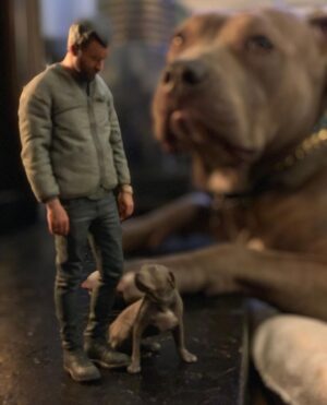 Justin Theroux Instagram - Celebrating Kuma’s Gotcha Day! June 8, 2018, 3 years ago today. 🎂 I know you can’t read Kuma, but thank you for being so open, making me laugh, sleeping in later than me, going everywhere by my side, reminding me to stay in the present, to let things roll off me, to have gratitude and joy for everything, even just waking up. Reminding me to be playful. For showing patience. For not judging anyone, (except skateboards that you judge harshly). For showing kindness first, to literally everyone you meet. For being an exceptional (but not uncommon) Pitbull ambassador. For helping save other Pittbulls like yourself by letting me tell people your story… For being loyal.  For being my gray shadow… And above all, for guarding the bathroom door literally every time i take a piss like my life depended on it. 

And THANK YOU to all the hands that cared for Kuma before I got there.  And an extra special thanks to ALL who work in animal rescue (usually very quietly) who make Kuma’s story possible for thousands of other animals every day. You are my heroes. 
I’ll say it again… #adoptdontshop 
❤️ 🙏 
… you won’t regret it.