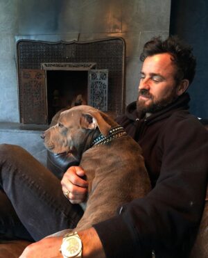 Justin Theroux Instagram - Celebrating Kuma’s Gotcha Day! June 8, 2018, 3 years ago today. 🎂 I know you can’t read Kuma, but thank you for being so open, making me laugh, sleeping in later than me, going everywhere by my side, reminding me to stay in the present, to let things roll off me, to have gratitude and joy for everything, even just waking up. Reminding me to be playful. For showing patience. For not judging anyone, (except skateboards that you judge harshly). For showing kindness first, to literally everyone you meet. For being an exceptional (but not uncommon) Pitbull ambassador. For helping save other Pittbulls like yourself by letting me tell people your story… For being loyal.  For being my gray shadow… And above all, for guarding the bathroom door literally every time i take a piss like my life depended on it. 

And THANK YOU to all the hands that cared for Kuma before I got there.  And an extra special thanks to ALL who work in animal rescue (usually very quietly) who make Kuma’s story possible for thousands of other animals every day. You are my heroes. 
I’ll say it again… #adoptdontshop 
❤️ 🙏 
… you won’t regret it.