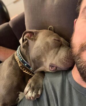 Justin Theroux Instagram - Celebrating Kuma’s Gotcha Day! June 8, 2018, 3 years ago today. 🎂 I know you can’t read Kuma, but thank you for being so open, making me laugh, sleeping in later than me, going everywhere by my side, reminding me to stay in the present, to let things roll off me, to have gratitude and joy for everything, even just waking up. Reminding me to be playful. For showing patience. For not judging anyone, (except skateboards that you judge harshly). For showing kindness first, to literally everyone you meet. For being an exceptional (but not uncommon) Pitbull ambassador. For helping save other Pittbulls like yourself by letting me tell people your story… For being loyal.  For being my gray shadow… And above all, for guarding the bathroom door literally every time i take a piss like my life depended on it. 

And THANK YOU to all the hands that cared for Kuma before I got there.  And an extra special thanks to ALL who work in animal rescue (usually very quietly) who make Kuma’s story possible for thousands of other animals every day. You are my heroes. 
I’ll say it again… #adoptdontshop 
❤️ 🙏 
… you won’t regret it.