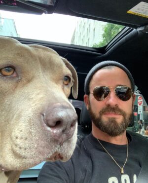 Justin Theroux Instagram - Celebrating Kuma’s Gotcha Day! June 8, 2018, 3 years ago today. 🎂 I know you can’t read Kuma, but thank you for being so open, making me laugh, sleeping in later than me, going everywhere by my side, reminding me to stay in the present, to let things roll off me, to have gratitude and joy for everything, even just waking up. Reminding me to be playful. For showing patience. For not judging anyone, (except skateboards that you judge harshly). For showing kindness first, to literally everyone you meet. For being an exceptional (but not uncommon) Pitbull ambassador. For helping save other Pittbulls like yourself by letting me tell people your story… For being loyal.  For being my gray shadow… And above all, for guarding the bathroom door literally every time i take a piss like my life depended on it. 

And THANK YOU to all the hands that cared for Kuma before I got there.  And an extra special thanks to ALL who work in animal rescue (usually very quietly) who make Kuma’s story possible for thousands of other animals every day. You are my heroes. 
I’ll say it again… #adoptdontshop 
❤️ 🙏 
… you won’t regret it.