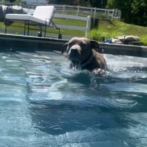 Justin Theroux Instagram - Kuma taught herself to swim. 😭 True story. In stories rn.
#myhero 
#adoptdontshop 
#pittbull 🖼 by @artkm1