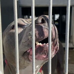 Justin Theroux Instagram - KUMA had a rough day... We were working in Ventura and wouldn’t you know it? We just HAPPENED to be RIGHT NEXT to @vcanimalservices. KUMA had a feeling there might be some amazing puppies in there SO, we went over to meet some of them... and the human SAINTS that take care of them. We met SOME SERIOUSLY CUTE PUPS.... Like ZUMO, SHOTTI ... A puppy that doesn’t even HAVE name yet... AND... a very scared STELLA that was too scared to even say hi to us. (all pictured here)... KUMA used to be JUST like them... without a forever home. SO!!! She DEMANDED that we do something! At the very least, she made sure it was easy to adopt them....ALL of their adoption fees have been paid... Now ALL they need is an amazing Human who is committed to taking care of them. It sounds like a lot, but you’ll soon see... once rescued, they take care of you. So if you’re in the Ventura area... ZUMO, SHOTTI, NO NAME, and STELLA would love a visit... and of course... more than anything, would love to take care of you. #adoptdontshop #pitbullsofinstagram @selenagomez (sorry Selena, you know the drill) @jenniferaniston (yep, now that you’re on here, your gonna get this a lot too ☺️) Ventura County Animal Services