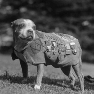 Justin Theroux Instagram - This is Helen Keller. Pitt Bull Owner... And....You will probably  not get through this post. 
But i hope you do.  Today is National Pit Bull Awareness day. Just a few short facts.... pit bulls have served America for over a century. Helen Keller adored them.  They are remarkable service dogs. They have served admirably in WW1 and other theaters of war, Have fought and died in combat in  the Civil War  fighting for the North (and have monuments built to  honor them). They have been spokes’people’ for major US brands, have entertained us in movies,  and been the first  among us to travel across our great country by car... there was a time they were basically the Labradoodle of our country. Known for being smart, loyal, obedient, protective and kind. 
Yet for some reason, today we have abandoned them... they are put to death more than any other dog breed in our country.
This is devastating to me. I love ALL DOGS. But since it is Pit Bull Awareness Day, I hope to bring some awareness on their behalf... and some badly needed love to this beautiful animal. I believe we have let the Pit Bull down. A breed that is misunderstood, abused, and forced to fight by people who raise them to go against their nature. If you have a minute today... please research all the good they have done for us... if you can, please help one that is at this moment in need... if you can’t do that? Just try to change your attitude a little towards them. They have done an enormous amount for us and asked for nothing in return.... at the very least,  if you see a pitbull... give them a pat on the head.  And tell them they’re a good puppy. Like all dogs.... They deserve it. 
#nationalpitbullawarenessday 
#adoptdontshop