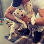 Justin Theroux Instagram – THANK YOU to Natalie and all the angels @battersea Dogs and Cats home of London for letting me visit with you and seeing what incredible work you all do… And Thank you for some restorative pittie play time. I was stunned by the incredible care you provide and the kindness and  thoughtfulness with which you find these animals new homes. Viva la Battersea! 
🇬🇧 🐾 
#adoptdontshop 
#getalife ! Battersea Dog and Cats Home