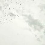 Kaan Urgancıoğlu Instagram - Leylekler aramızda. Geçiyorlar. Dinlenip, zamanın değiştirdiklerine şahit olmaktan başka bir gayeleri yok gibi. Bizi olduğumuz gibi kabul etme bilgeliğindeler. Selam.