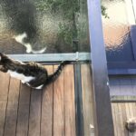 Kaan Urgancıoğlu Instagram - Matisse & Komşusu