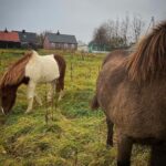 Kacey Musgraves Instagram - friends were made 🌾 Reykjavík, Iceland