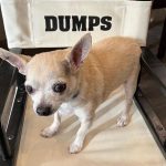 Kaley Cuoco Instagram - 💔’A dog is the only thing on earth, that loves you more than he loves himself’ My sweetest Dump Truck, saying goodbye to you has deeply pierced my soul. You were with me during some of the hardest moments I’ve had in my life. You brought endless joy to everyone that met you, and kissed my nose when I needed it most. You were as special as it gets and I’m so grateful we found each-other. Please tell Norman I miss him every day and will cherish you both forever 🌈