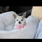 Kaley Cuoco Instagram - 💔’A dog is the only thing on earth, that loves you more than he loves himself’ My sweetest Dump Truck, saying goodbye to you has deeply pierced my soul. You were with me during some of the hardest moments I’ve had in my life. You brought endless joy to everyone that met you, and kissed my nose when I needed it most. You were as special as it gets and I’m so grateful we found each-other. Please tell Norman I miss him every day and will cherish you both forever 🌈