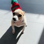 Kaley Cuoco Instagram - 🥹There are no words to describe our dearest little Kingy. He was the first dog @tommypelphrey and I rescued together and honestly the most special. I saw him online shaking in a shelter in Atlanta while I was away in Germany , and asked the shelter to hold him because we just had to have him. A month later we were in Atlanta for Tom’s work, and we spent an entire day driving hours to go pick up King. It was ♥️ ! We did not have him nearly long enough. What started as a 6 pound , skinny , wouldn’t drink water , fur less, scared dog, turned into a chubby , hilarious , side plopping, eye kissing part of our family. The hardest part about adopting seniors with medical issues, is we truly don’t know how long we have. All I know is Kingy gave us the most joy over the last year in a half and we could not love him more. 🌈 to everyone that helped with Kingy’s journey along the way, thank you. I urge you to rescue your next best friend ❤️‍🩹 He has left his paw print on our family’s hearts forever 🐾