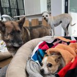 Kaley Cuoco Instagram - 🥹There are no words to describe our dearest little Kingy. He was the first dog @tommypelphrey and I rescued together and honestly the most special. I saw him online shaking in a shelter in Atlanta while I was away in Germany , and asked the shelter to hold him because we just had to have him. A month later we were in Atlanta for Tom’s work, and we spent an entire day driving hours to go pick up King. It was ♥️ ! We did not have him nearly long enough. What started as a 6 pound , skinny , wouldn’t drink water , fur less, scared dog, turned into a chubby , hilarious , side plopping, eye kissing part of our family. The hardest part about adopting seniors with medical issues, is we truly don’t know how long we have. All I know is Kingy gave us the most joy over the last year in a half and we could not love him more. 🌈 to everyone that helped with Kingy’s journey along the way, thank you. I urge you to rescue your next best friend ❤️‍🩹 He has left his paw print on our family’s hearts forever 🐾