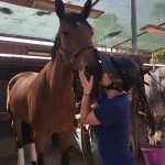Kaley Cuoco Instagram - 💫 Sometimes horses come into your life and truly make you see the world in a new and beautiful way. Si Bella , you were the horse of a lifetime . Still to this day I cannot believe you were mine. You taught me how to fly and put me in dream arenas I thought could only ever be a dream. You had the heart of a warrior truly till your last breath. You deserve all the love, gratitude , and respect my heart can muster. Thank you for giving me your all ,since the day we met. Thank you to the Prudent’s for trusting us with her. She was special to so many and will remain to be. Thank you @traceywade10 & @memomoreno2643 for loving her like I did 💫 Thank you to everyone that was part of her journey …