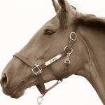 Kaley Cuoco Instagram - 💫 Sometimes horses come into your life and truly make you see the world in a new and beautiful way. Si Bella , you were the horse of a lifetime . Still to this day I cannot believe you were mine. You taught me how to fly and put me in dream arenas I thought could only ever be a dream. You had the heart of a warrior truly till your last breath. You deserve all the love, gratitude , and respect my heart can muster. Thank you for giving me your all ,since the day we met. Thank you to the Prudent’s for trusting us with her. She was special to so many and will remain to be. Thank you @traceywade10 & @memomoreno2643 for loving her like I did 💫 Thank you to everyone that was part of her journey …