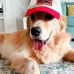 Karan Wahi Instagram - We Love our caps @noah_thegoldenretriever