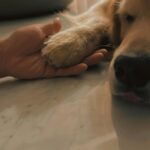 Karan Wahi Instagram - EveryDay Ritual ❤️ @noah_thegoldenretriever