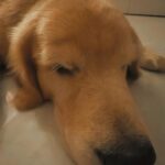 Karan Wahi Instagram - EveryDay Ritual ❤️ @noah_thegoldenretriever