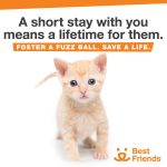 Kat Dennings Instagram - Every year, thousands of kittens arrive at our nation’s animal shelters, and your help is needed to ensure every life is saved. By fostering a kitten (or two), you’re providing them with a chance to grow up and find families of their very own. That way you, and your local shelter, will be ready to help the kittens. Sign up to foster today at the link in my bio. @bestfriendsanimalsociety #SaveThemAll #Bfinspired