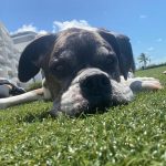 Kate Upton Instagram - We’ve been grieving the loss of the heart of our family. Over the past 12 years Harley has been by our side showing us the true meaning of unconditional love and loyalty. Never in one place for long, we were each others’ constants and home. Only old age could tear us apart…but I know he is no longer in pain and looking down on us from above. Once a guardian angel on earth, he is now one in heaven. I will continue to love you every day Harley ❤️ RIP